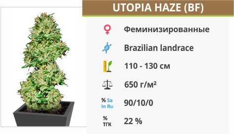 Сорт конопли Utopia Haze Utopia Haze fem