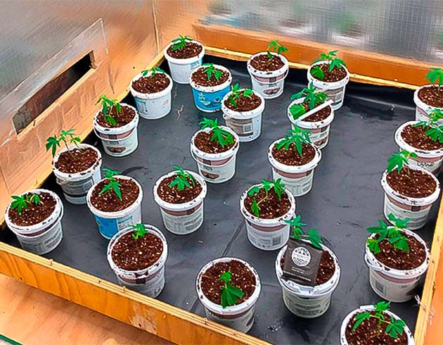 Каннабис в самодельном гроубоксе