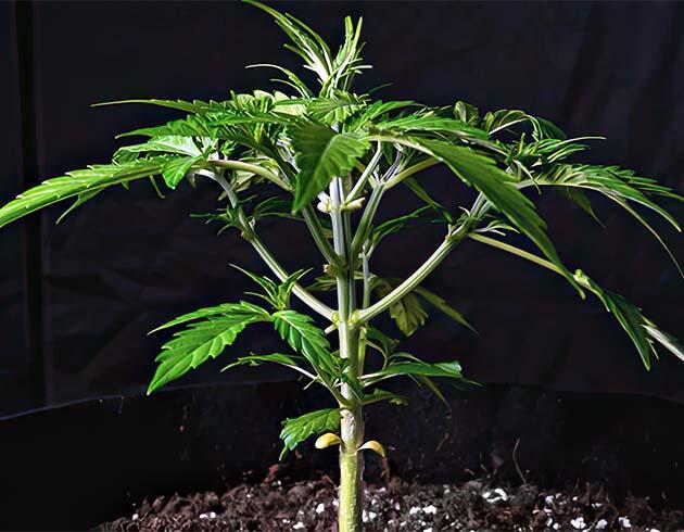 Конопля с равномерным развитием побегов