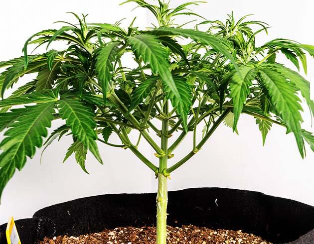 Марихуана после мягкого пригибания ветвей