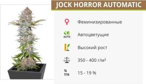 Jock Horror Auto