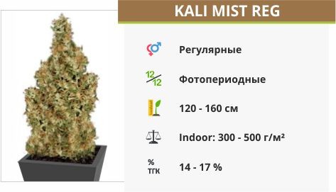 Kali Mist reg (Serious Seeds)