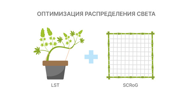 LST и SCRoG