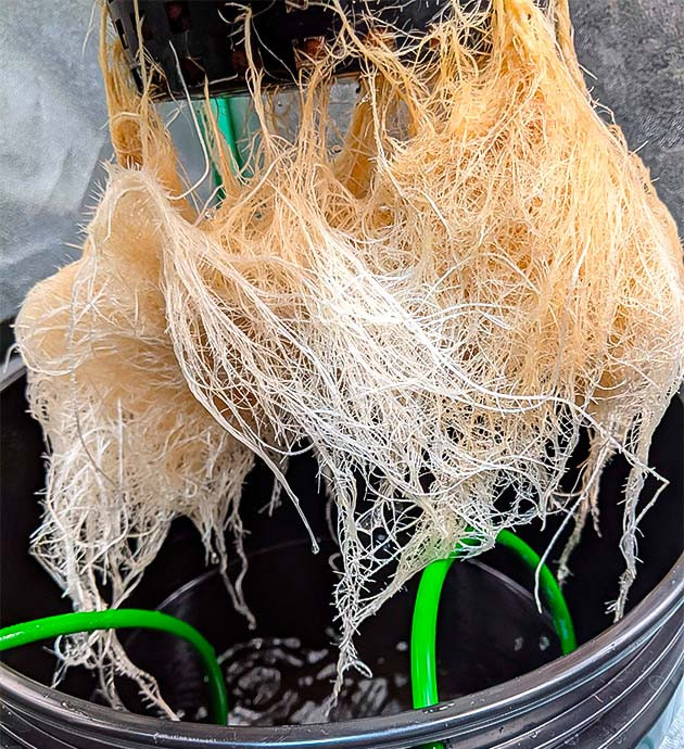 Гидропоника в действии: рост, обрезка и борьба с pH Топпинг, контроль pH и бурный рост конопли