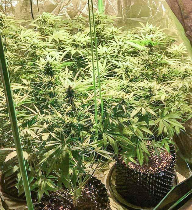 Старт фазы цветения конопли