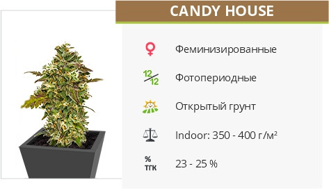 Candy House fem от UKHTA420