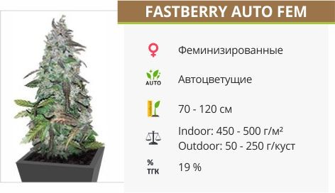 Fastberry auto fem (FastBuds)