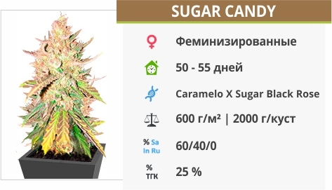 описание сорта Sugar Candy описание сорта Sugar Candy