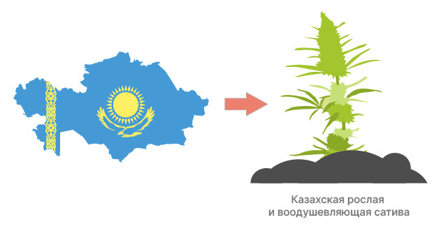 Узбекистан, Казахстан, Туркменистан: родина сативы