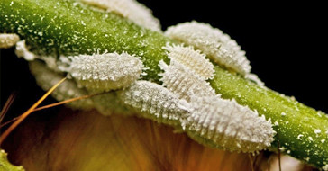 Мучнистые червецы на листве конопли 