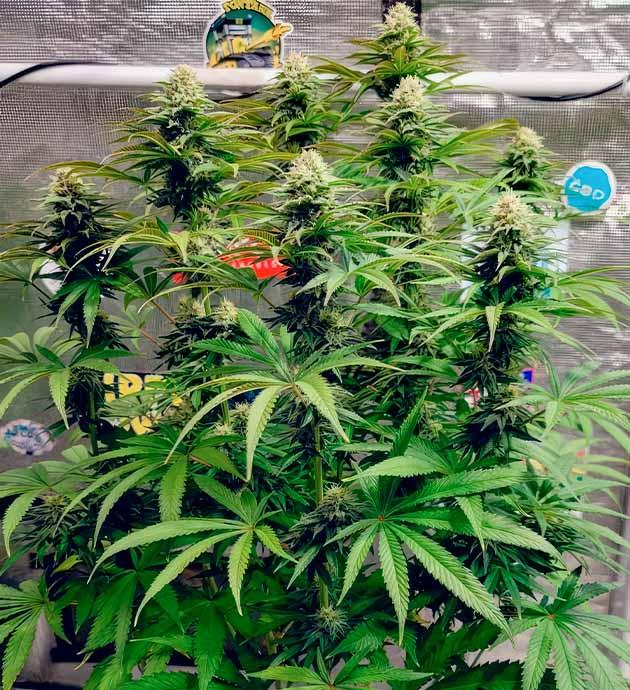 Куст DDoS #33 в гроубоксе