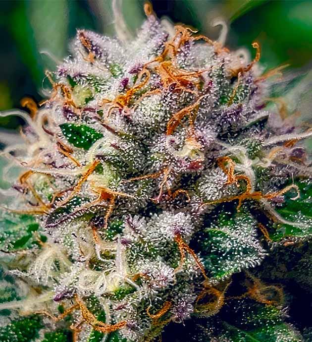 Фиолетовые оттенки на бутонах конопли