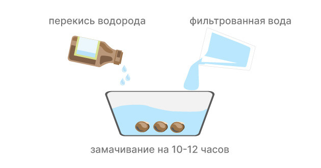Замачивание семян конопли