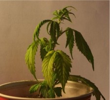 Стресс от чрезмерного воздействия воды Водный стресс каннабиса