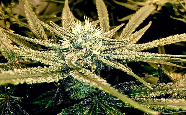 На 14 неделе конопля прекрасно себя чувствует Замена раствора и чистка системы для выращивания конопли