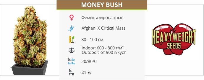 описание сорта Money Bush