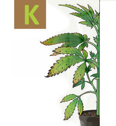 Признаки дефицита калия у каннабиса