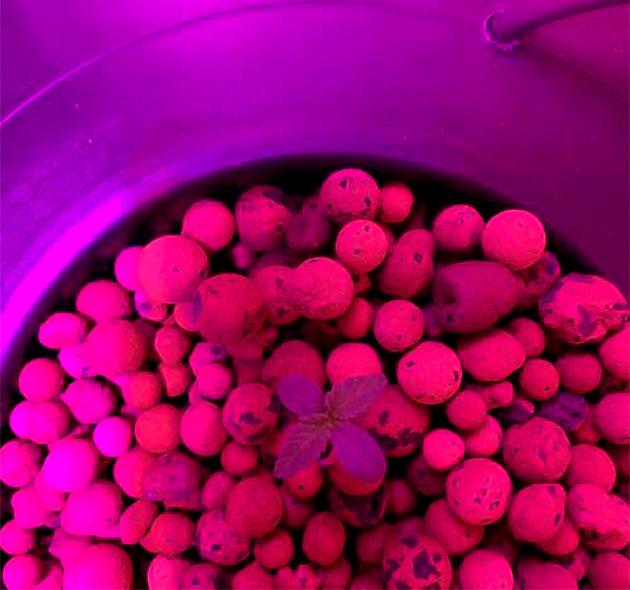 Молодые ростки конопли под первым светом