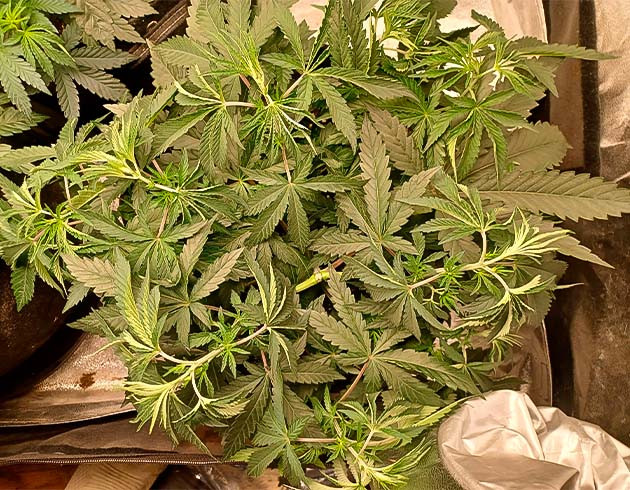 Runtz Punch на 4 неделе выращивания марихуаны