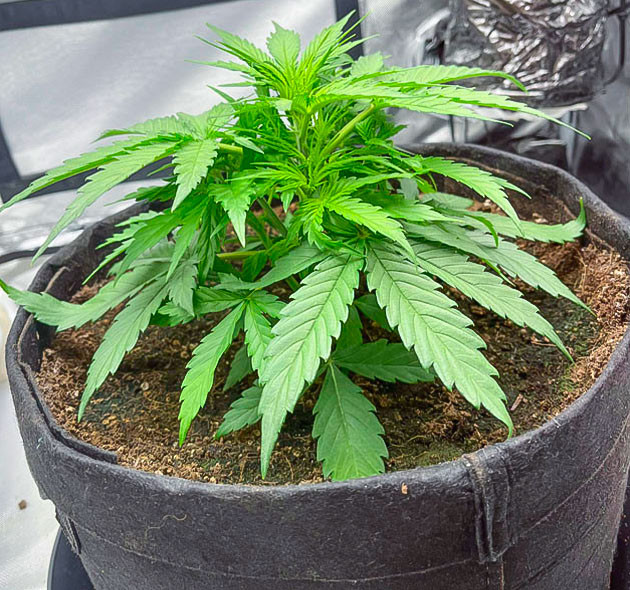 LST нижних веток марихуаны Активный рост конопли на 4 неделе