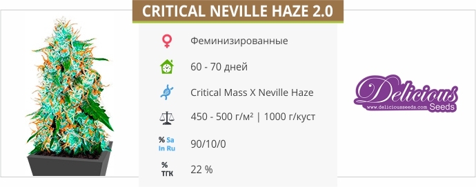 описание сорта Critical Neville Haze 2.0