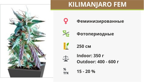 Kilimanjaro fem от World of Seeds