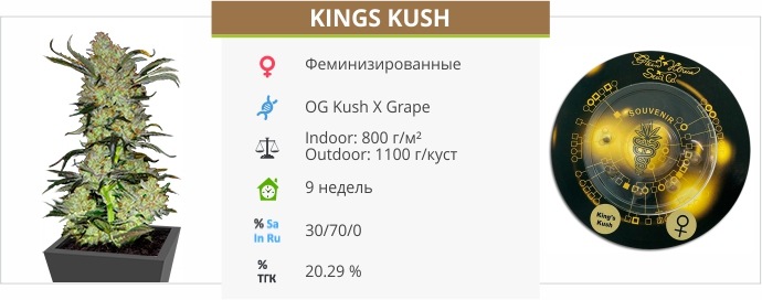 Kings Kush