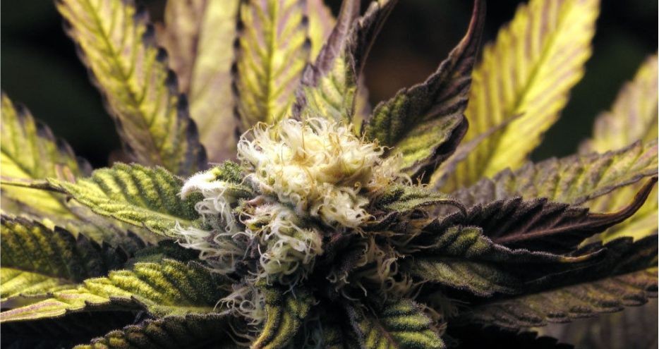 Что такое шишки-альбиносы?