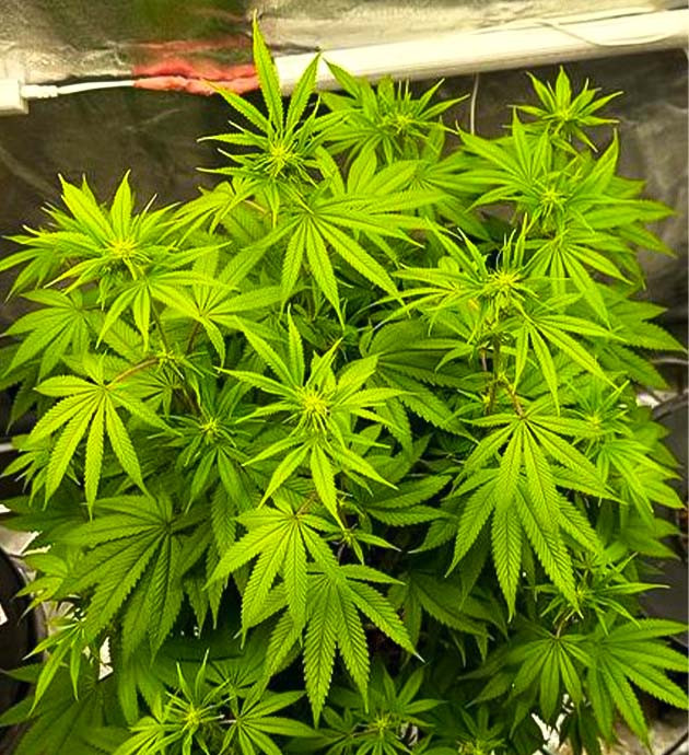 12 неделя выращивания Roze Runtz