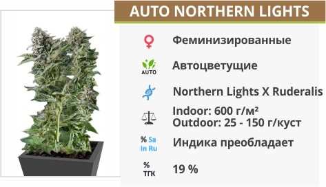 Auto Northern Lights