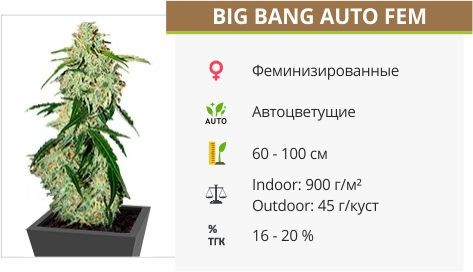 Big Bang Auto fem (Green House Seeds)