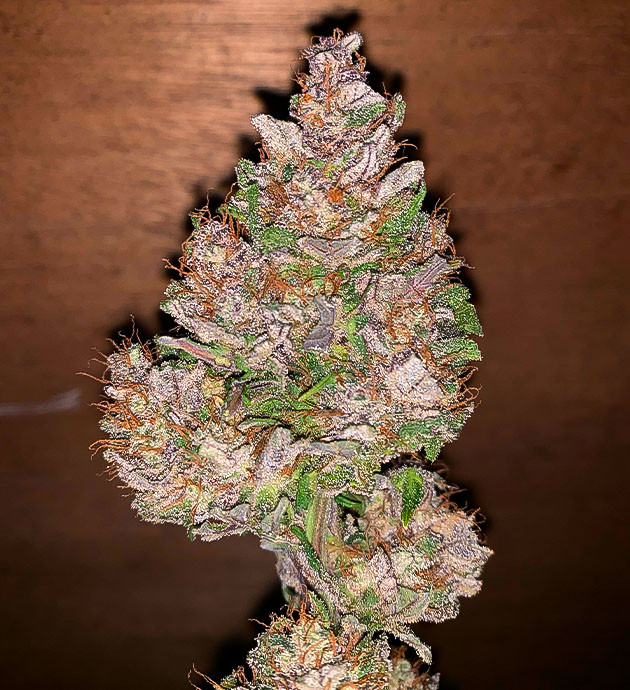 Фиолетовая шишка сорта Stardawg Auto