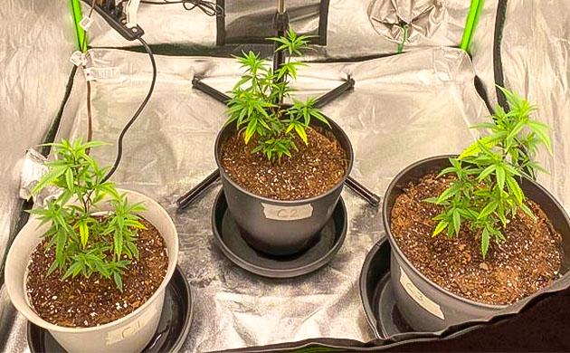 Пересадка каннабиса в финальные горшки Марихуана на 6 неделе выращивания