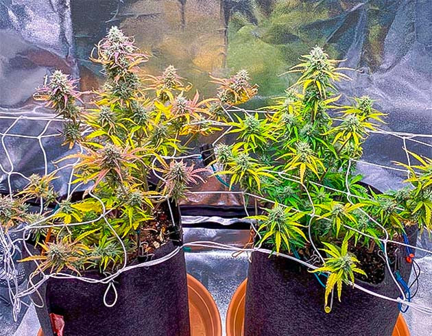 7 неделя выращивания конопли