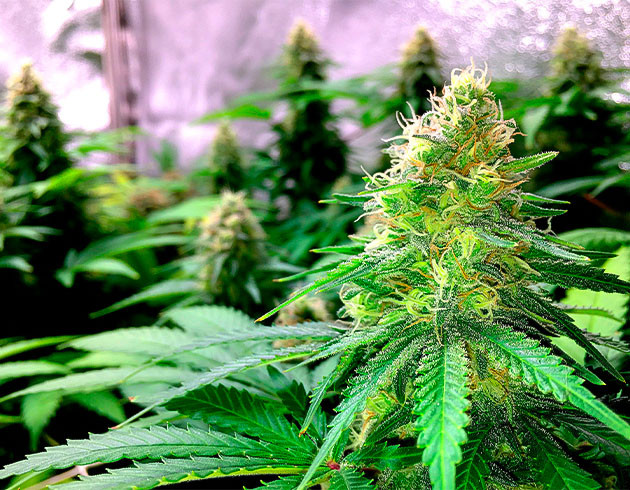 Увеличение соцветий и набор массы Цветение Grandaddy Purple на 9 неделе