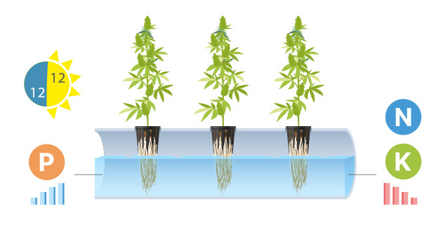 Автоматический переход автоцветов в цветение в гидре
