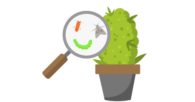 Грибок из за вредителей на конопле