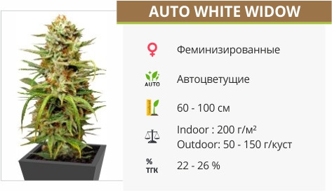 Auto White Widow от Dutch Passion