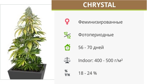 Chrystal от Nirvana Seeds