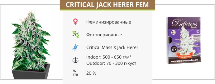 Сорт конопли Critical Jack Herer Critical Jack Herer fem от Delicious Seeds
