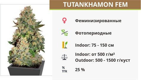 Сорт марихуаны Tutankhamon Tutankhamon fem сидбанка Pyramid Seeds