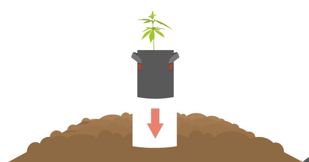 Охлаждение корней конопли при высоких температурах