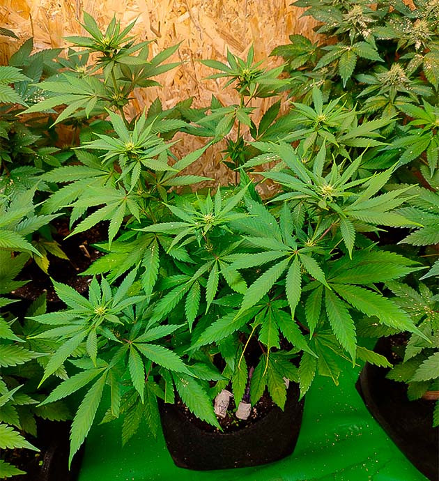 Grandmommy Purple достиг 70 см