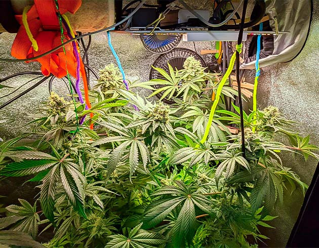 Созревание трихом каннабиса Финальная неделя роста и созревания конопли