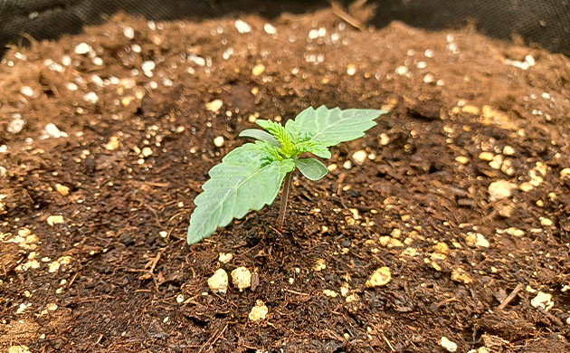 Росток Runtz Punch ростом 2 см