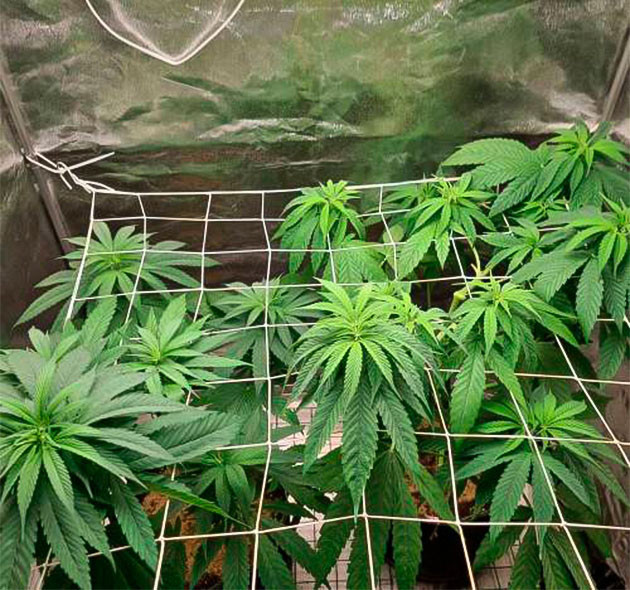 Окончание вегетативного периода 8 неделя выращивания