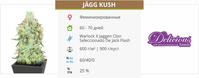 описание сорта Jagg Kush