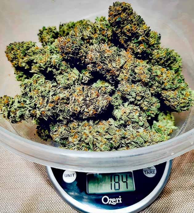 Урожай DDoS #33