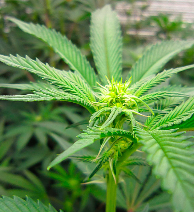 Вегетация марихуаны