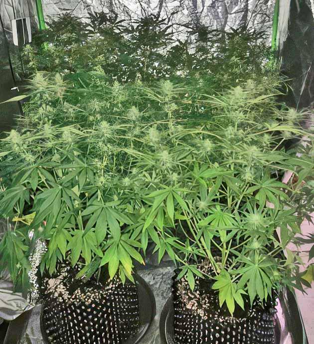 Активное цветение каннабиса